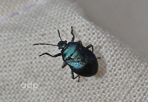 Blue Shield Bug (Zicrona caerulea)  Alan Prowse